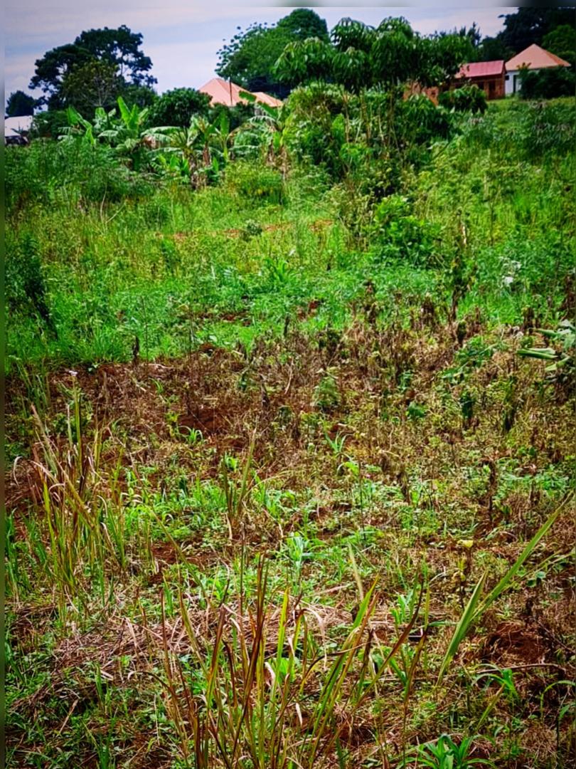 Kasanje-Bulumu Estate