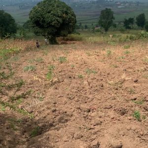 Kitende–Kitovu Estate