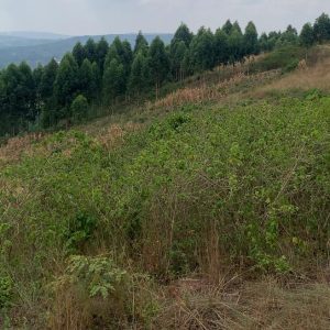 Mpenja-Nogmanene Estate